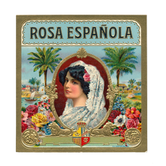 Rosa Española Spanish Queen