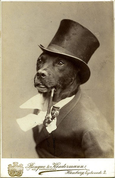Vintage Smoking Dog with Pipe and Top Hat