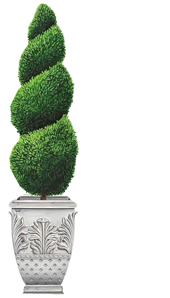 Topiary Tree in mansion urn