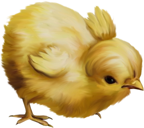 Baby Chick #1