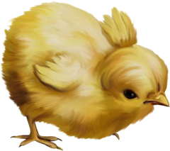 Baby Chick #1