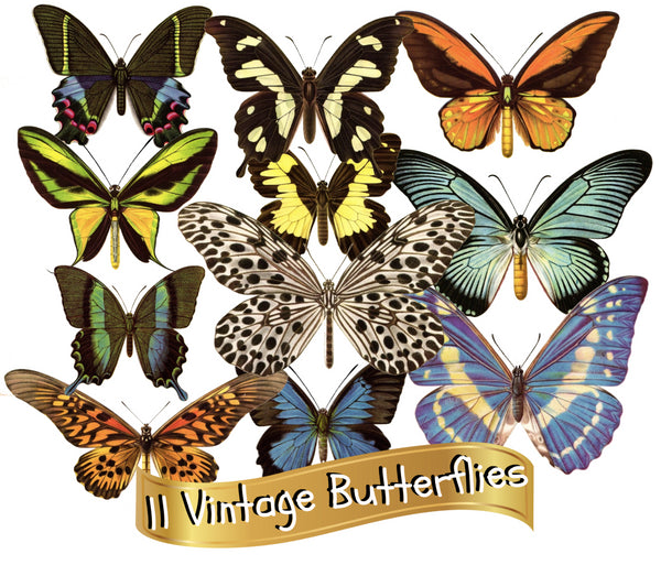 11 Vintage Butterflies - Butterfly Collection #1