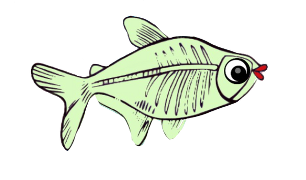 X-Ray Fish