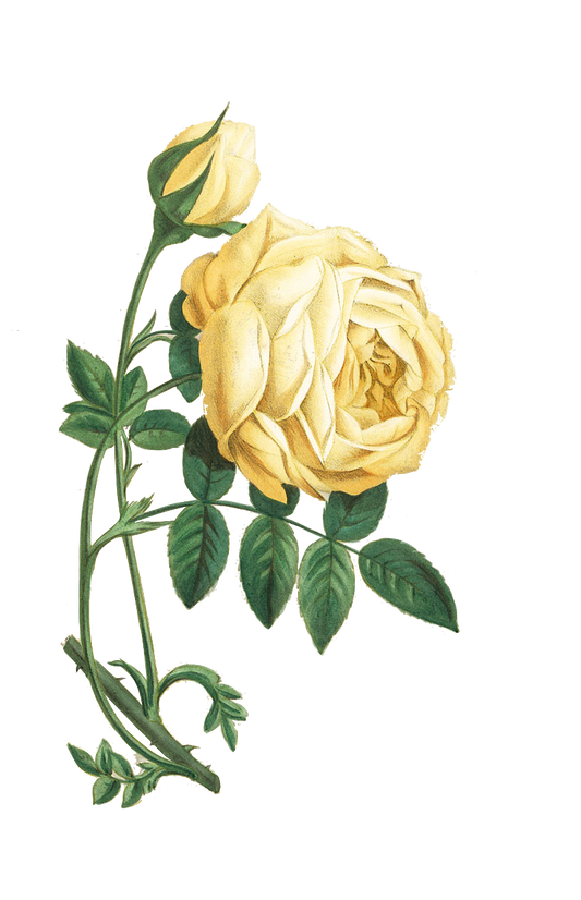Yellow Vintage Rose