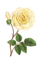 Pale Yellow Vintage Rose