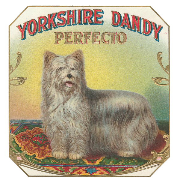 Yorkie - Vintage Yorkshire Terrier