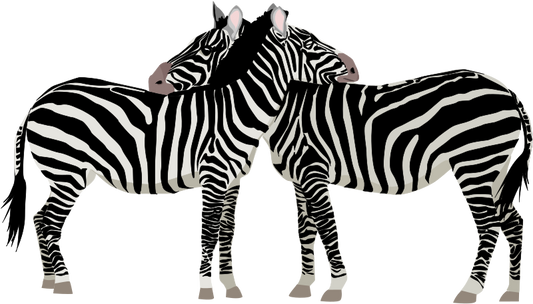 Zebra's Cuddle