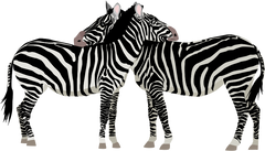 Zebra's Cuddle
